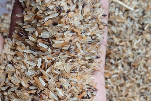 Raw / Feed Grade Broken Rice